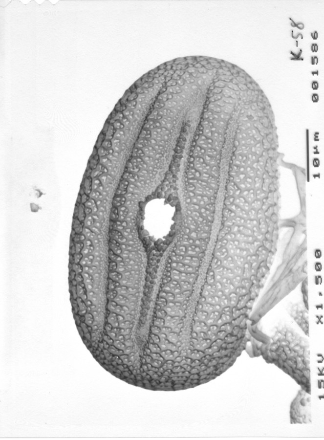 Image - Anisacanthus quadrifidus var. wrightii