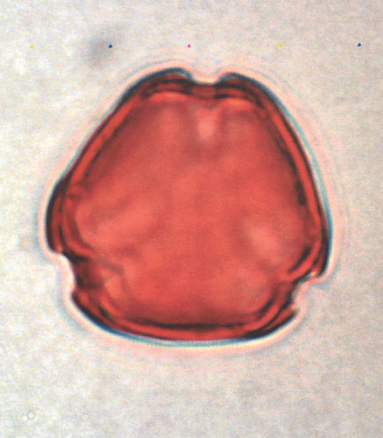 Image - Rhus aromatica var. serotina