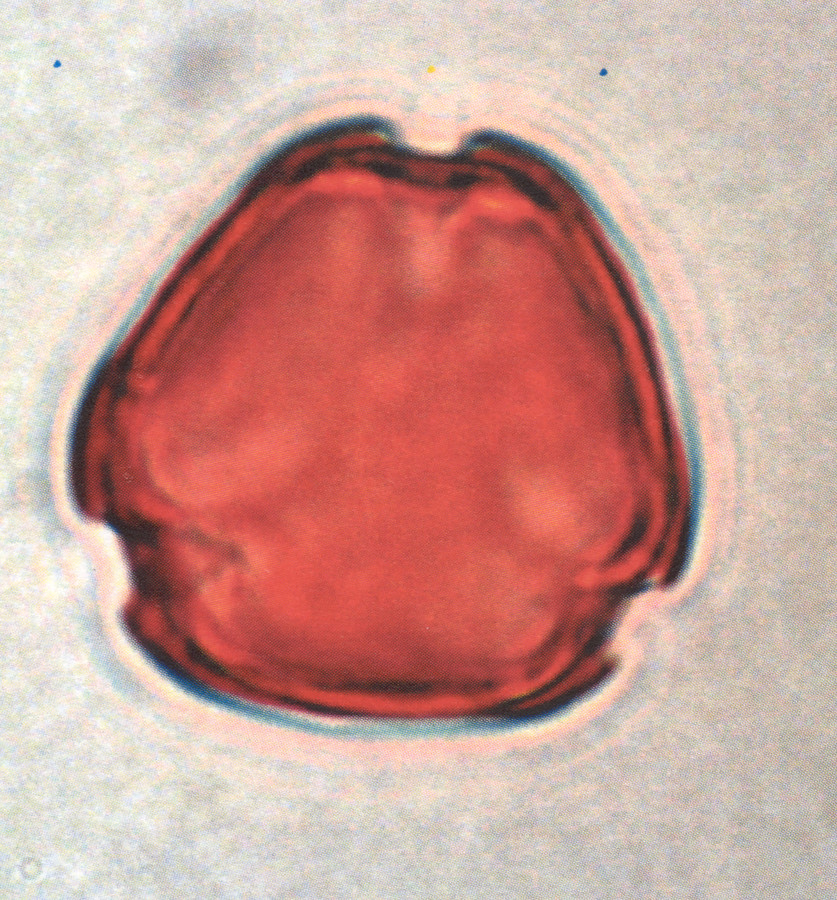 Image - Rhus aromatica var. serotina