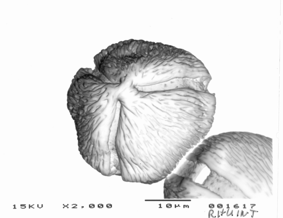 Image - Rhus integrifolia