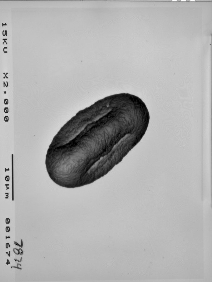 Image - Daucosma laciniatum