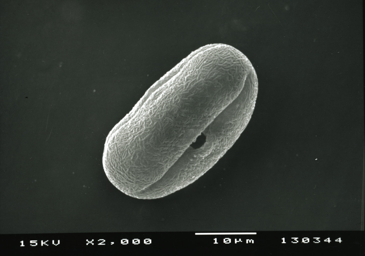 Image - Limnosciadium pinnatum