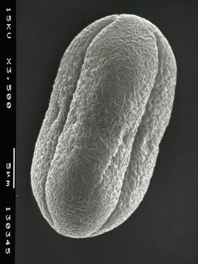 Image - Limnosciadium pinnatum