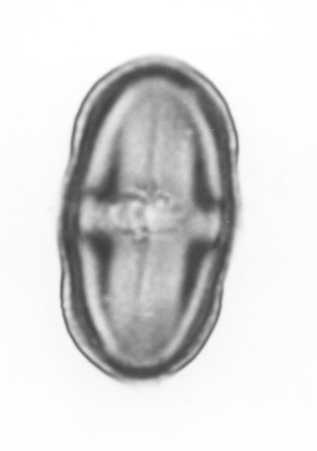 Image - Polytaenia nuttallii