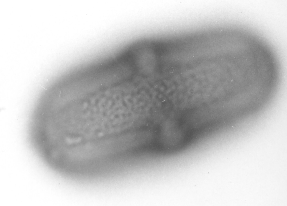 Image - Polytaenia nuttallii