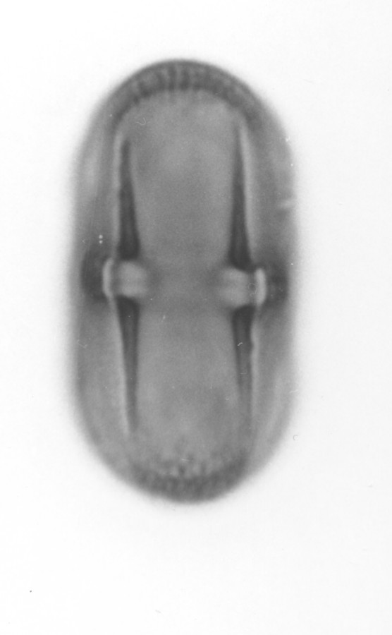 Image - Polytaenia nuttallii