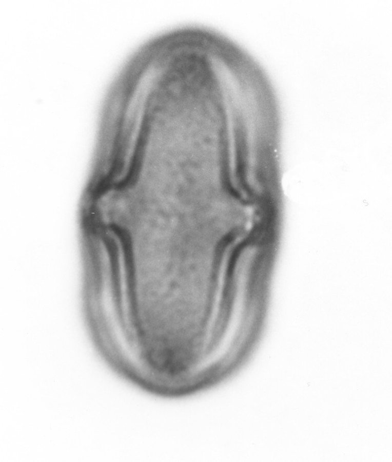 Image - Polytaenia nuttallii