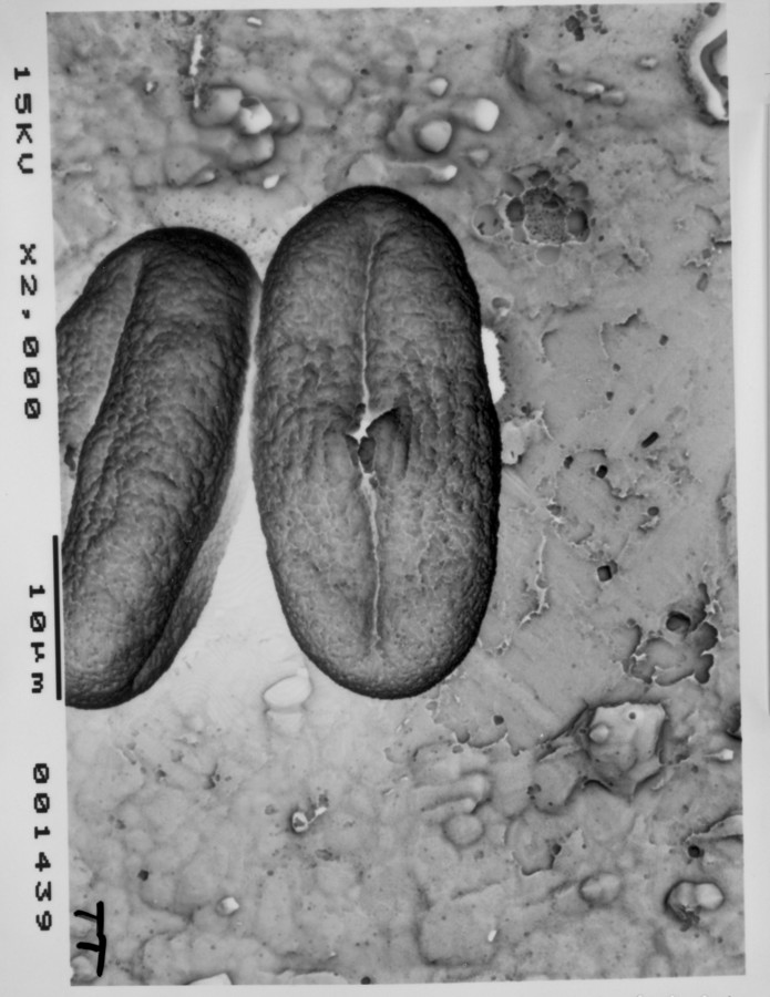 Image - Tauschia texana