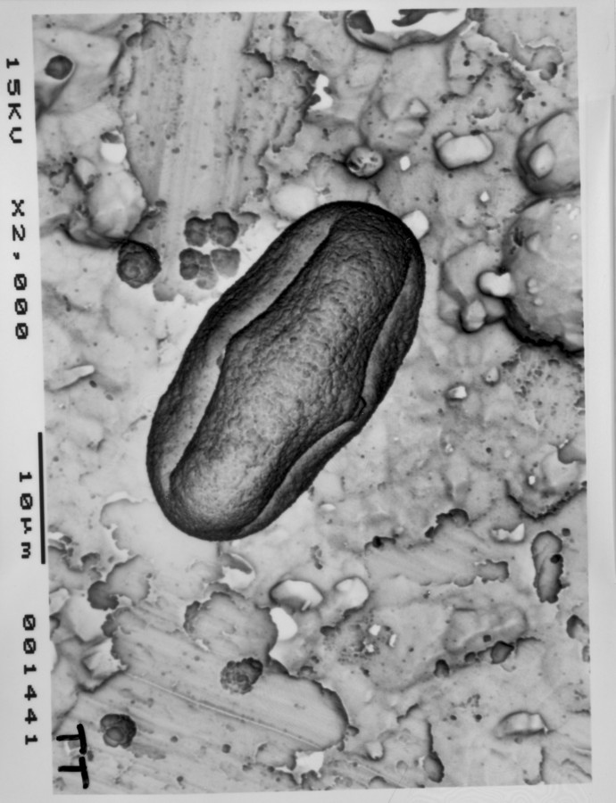 Image - Tauschia texana