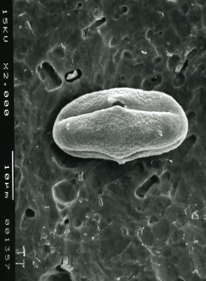 Image - Tauschia texana