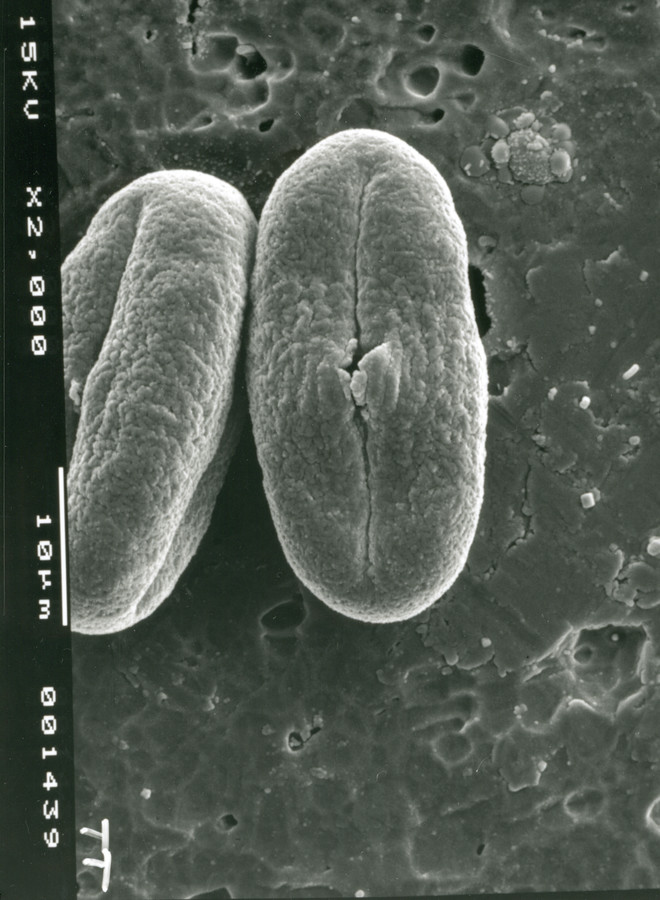 Image - Tauschia texana