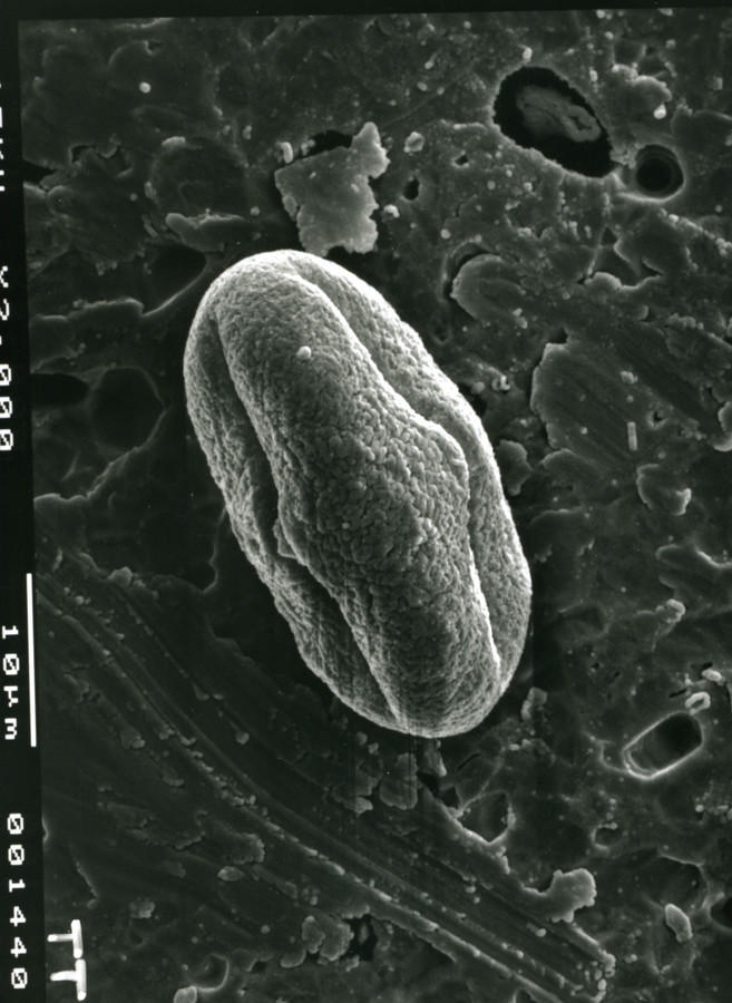 Image - Tauschia texana