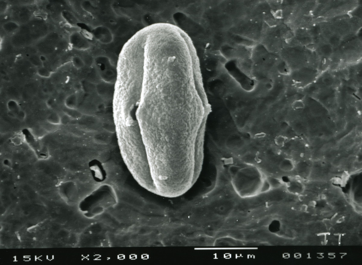 Image - Tauschia texana