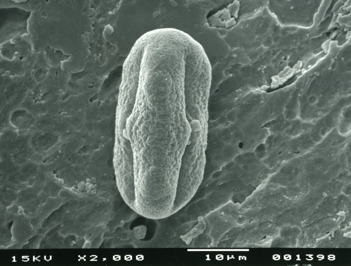 Image - Tauschia texana