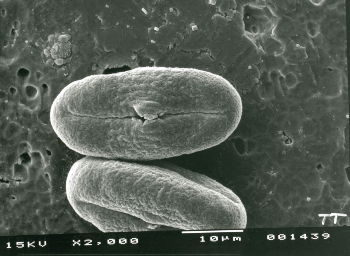 Image - Tauschia texana