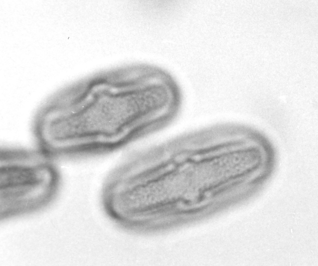 Image - Tauschia texana