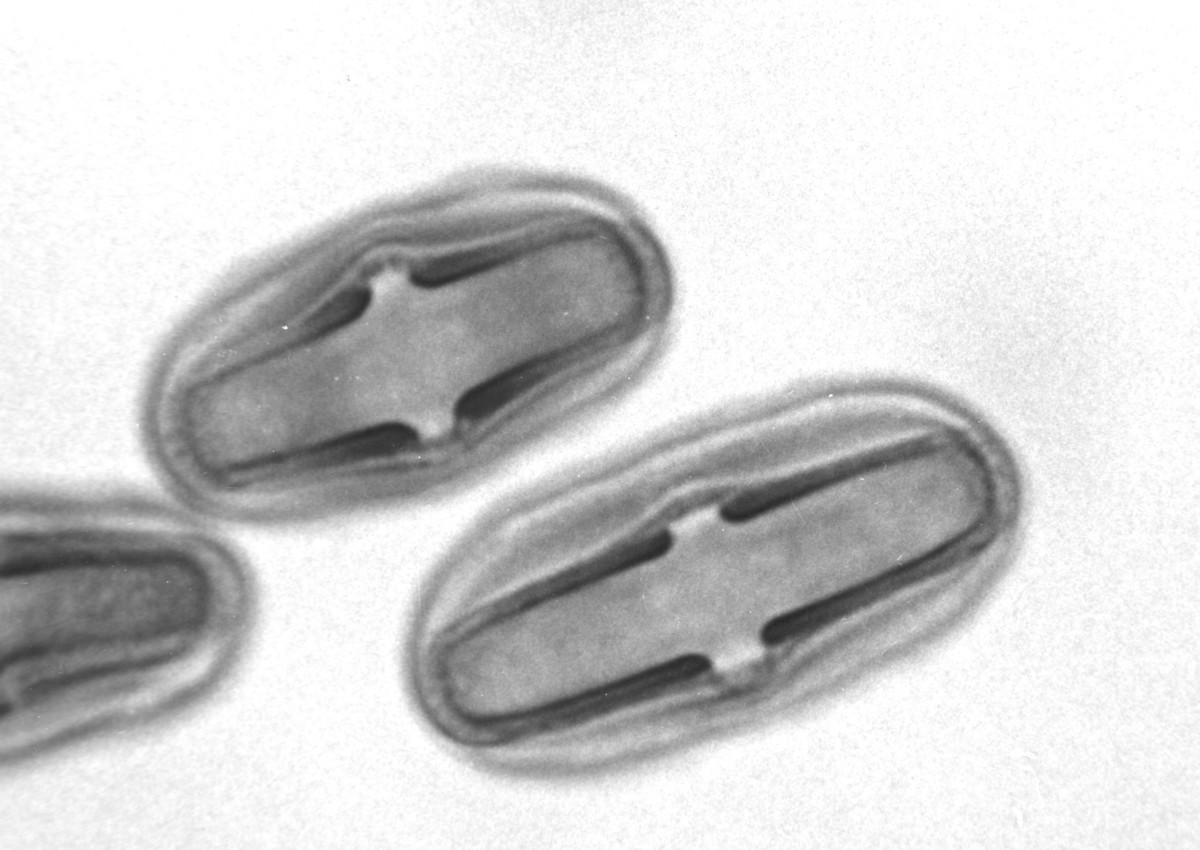 Image - Tauschia texana