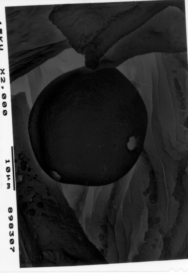 Image - Trachelospermum difforme