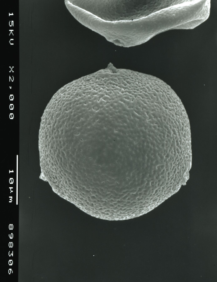 Image - Trachelospermum difforme