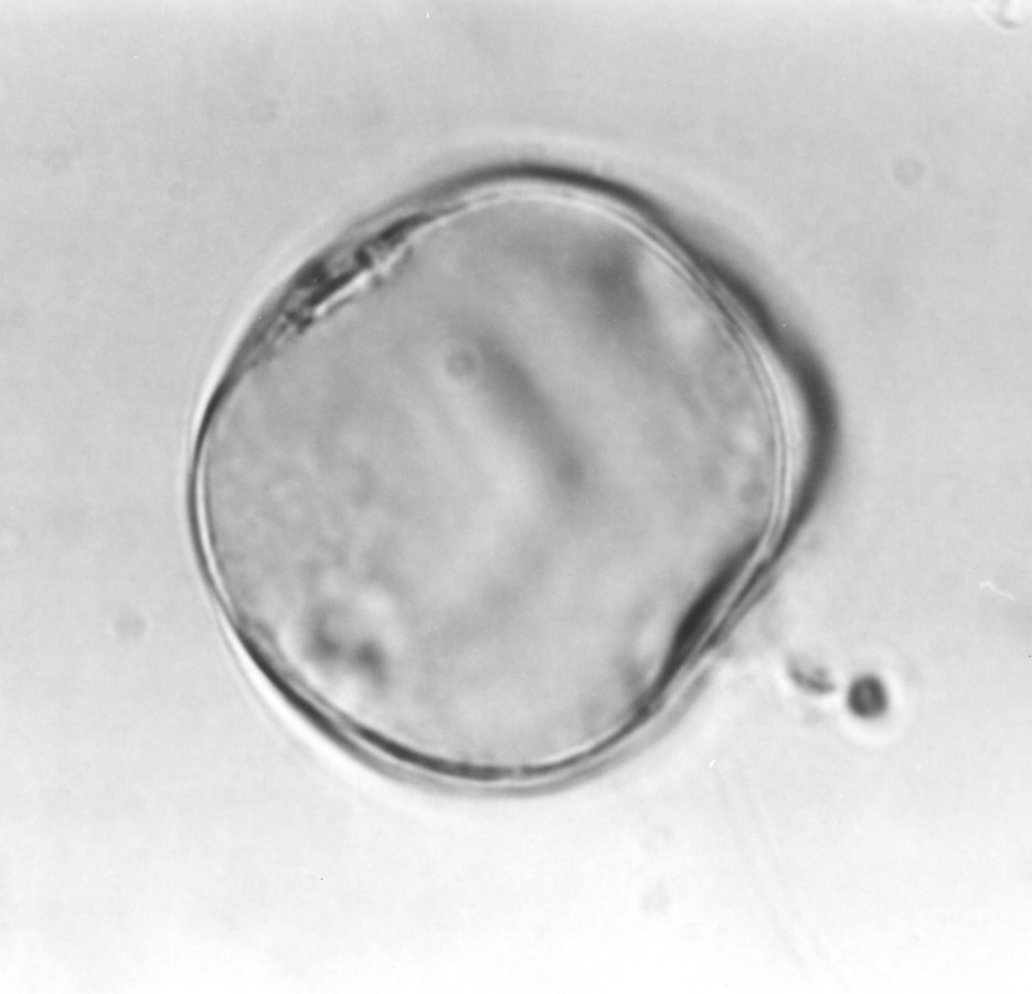 Image - Trachelospermum difforme