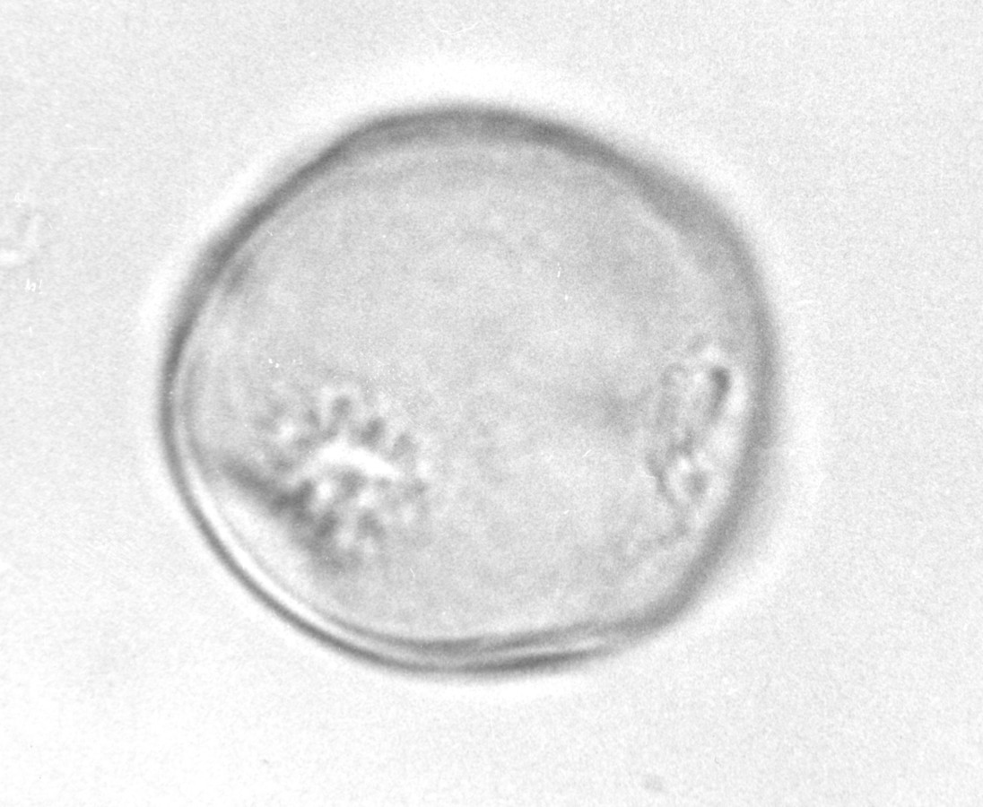 Image - Trachelospermum difforme