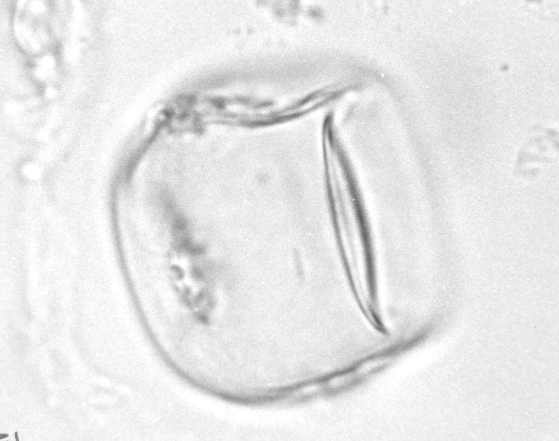 Image - Trachelospermum difforme