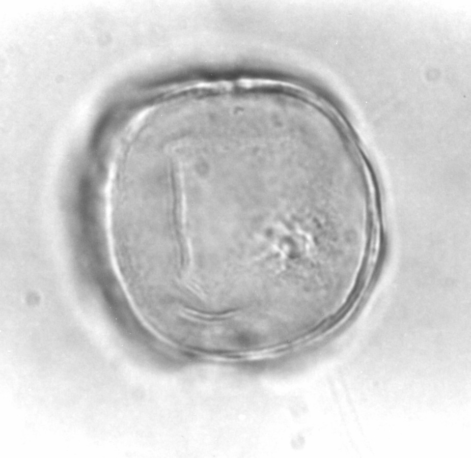 Image - Trachelospermum difforme