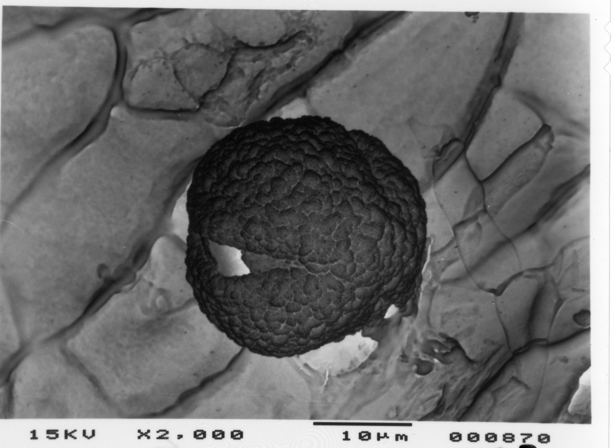 Image - Ilex cornuta