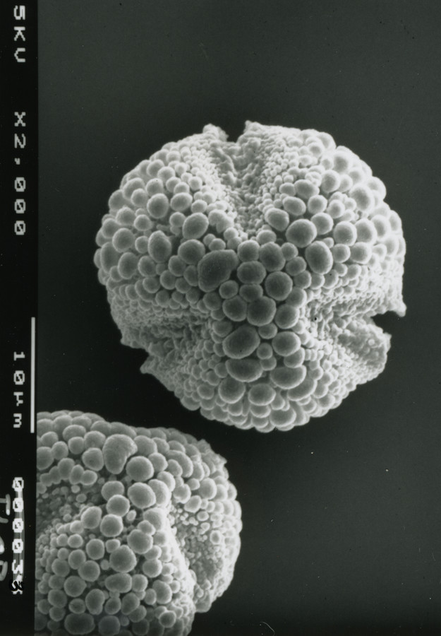 Image - Ilex opaca