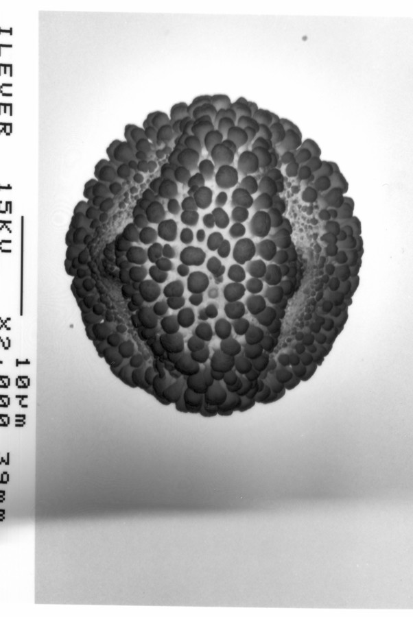 Image - Ilex verticillata