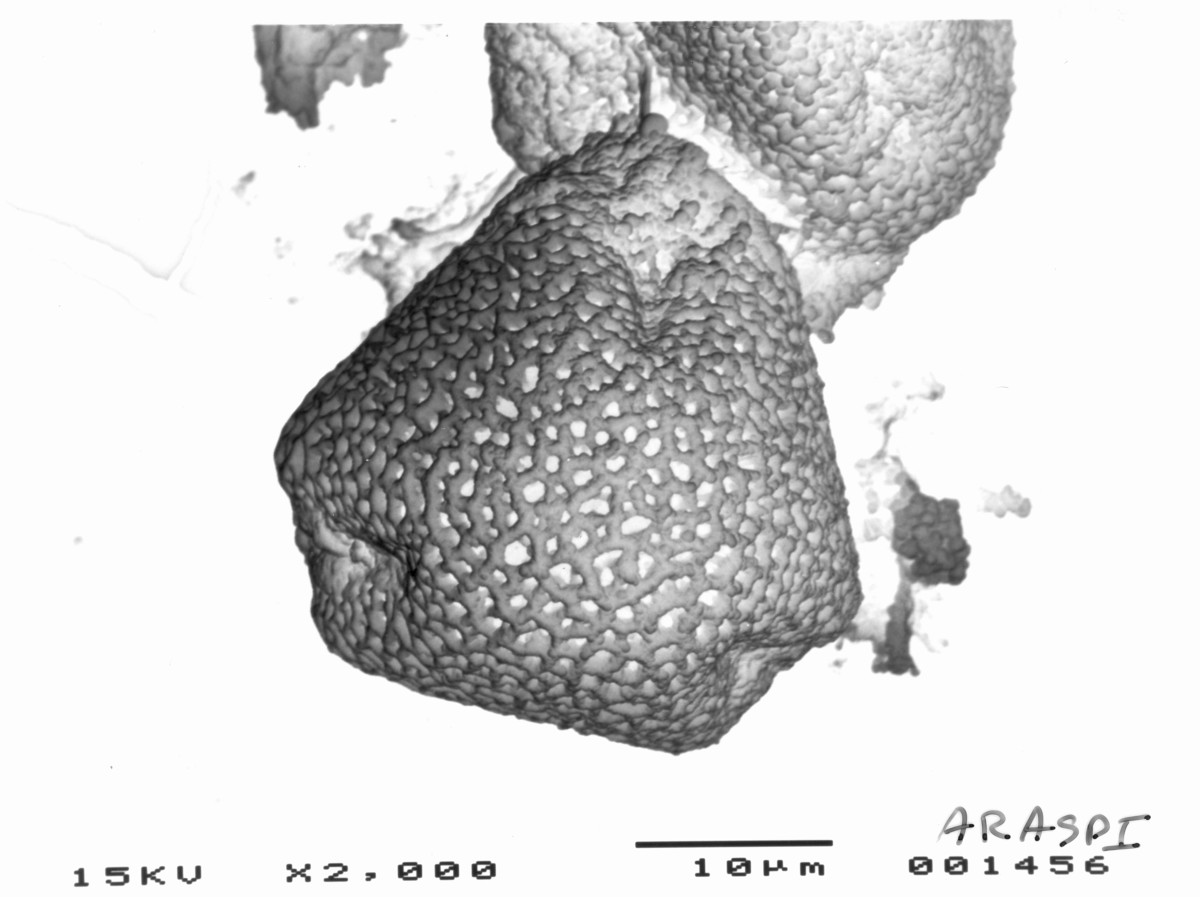 Image - Aralia spinosa