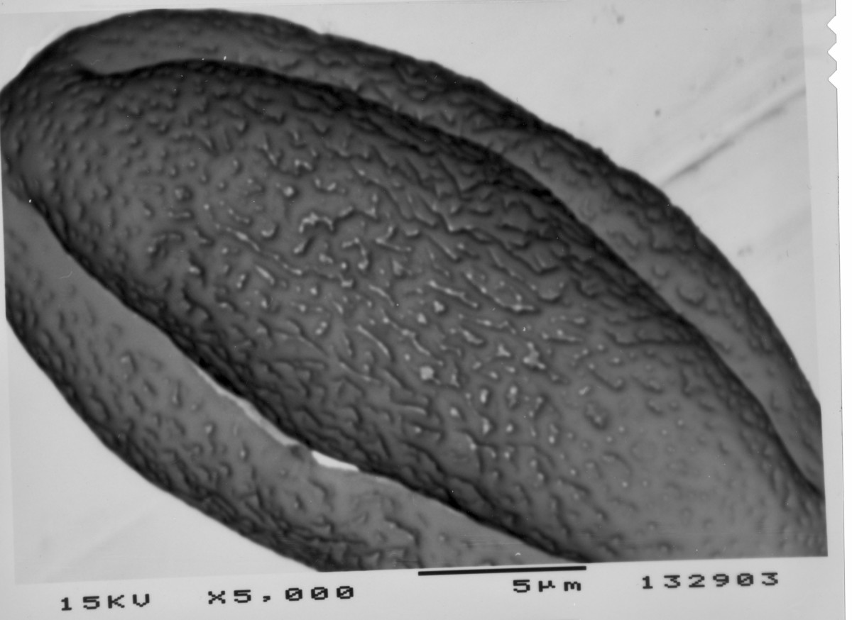 Image - Hydrocotyle bonariensis