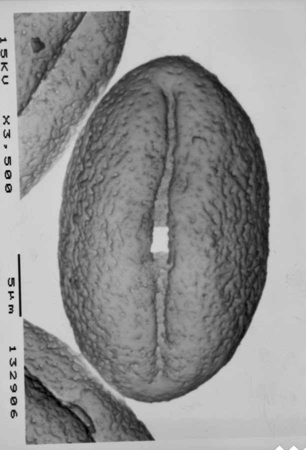 Image - Hydrocotyle bonariensis