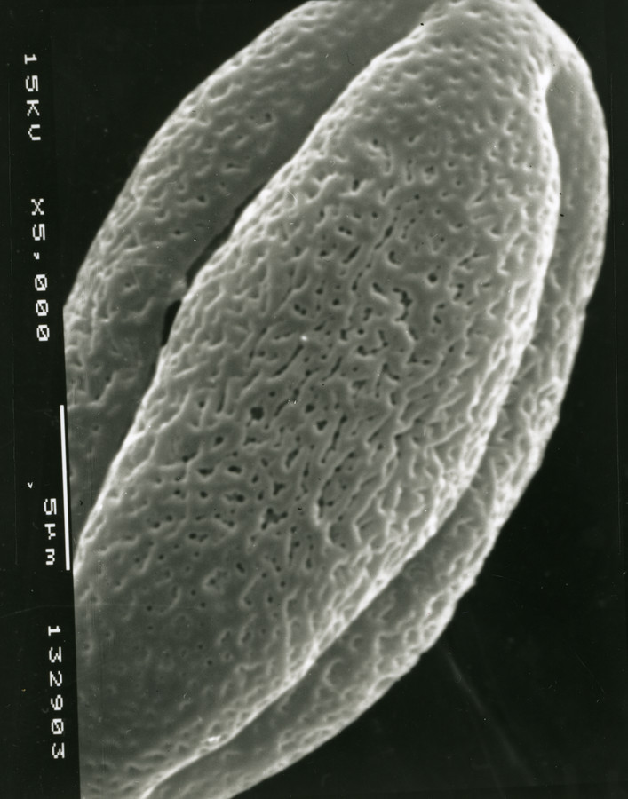 Image - Hydrocotyle bonariensis