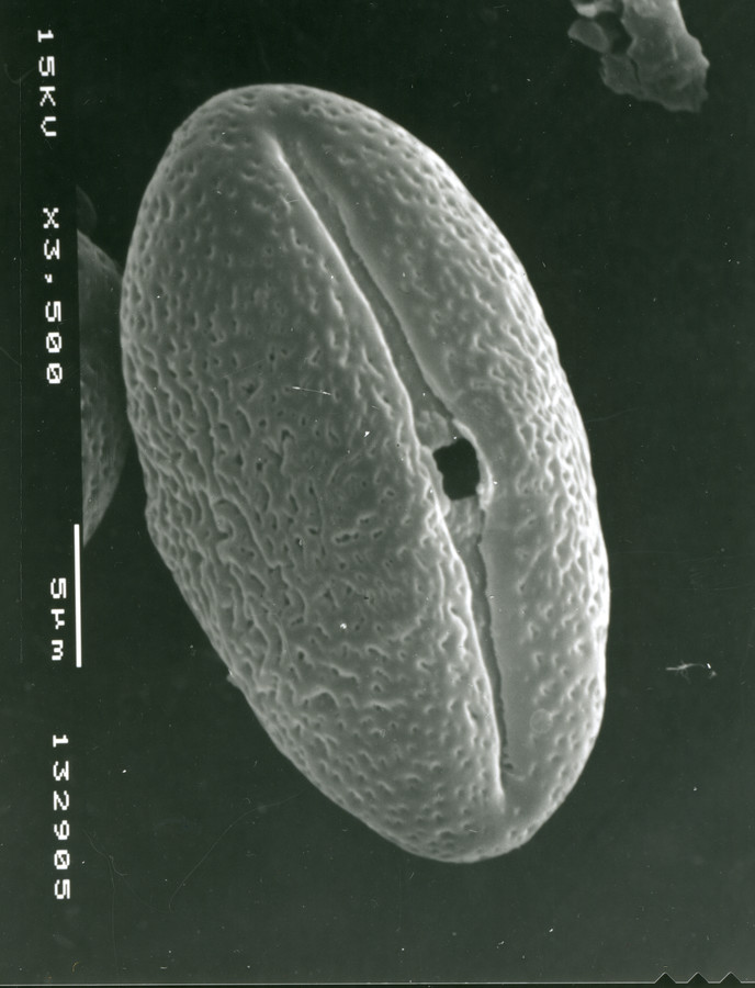 Image - Hydrocotyle bonariensis