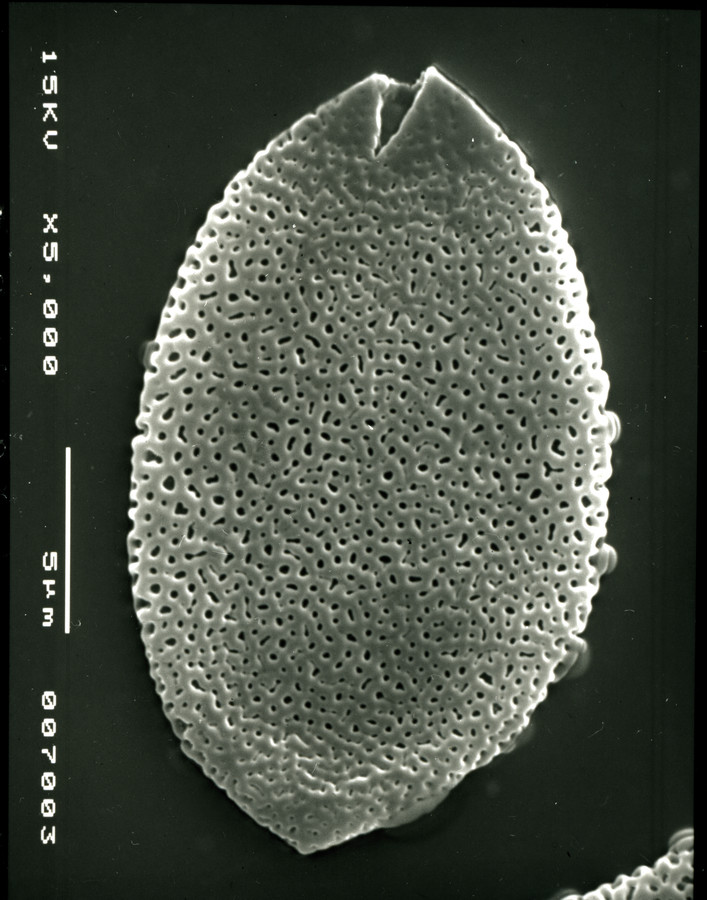 Image - Phoenix dactylifera