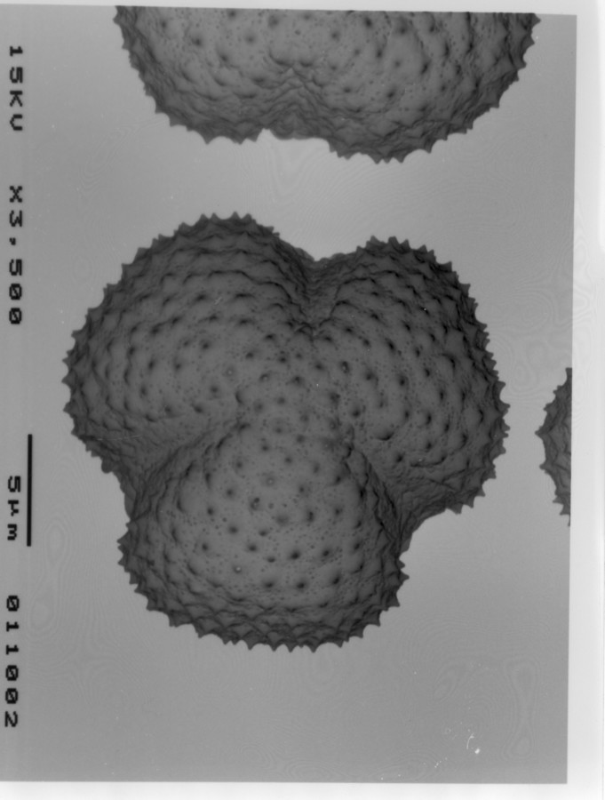 Image - Artemisia tridentata