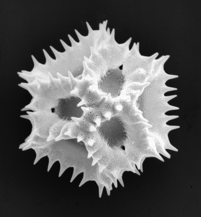 Image - Cichorium intybus