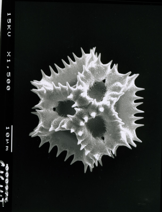 Image - Cichorium intybus