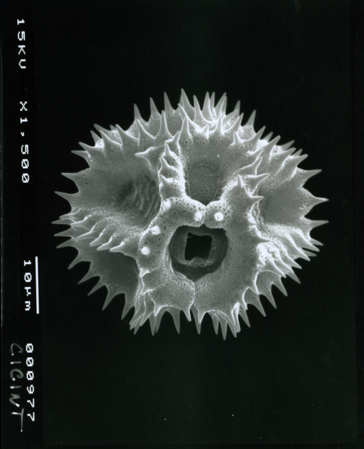 Image - Cichorium intybus