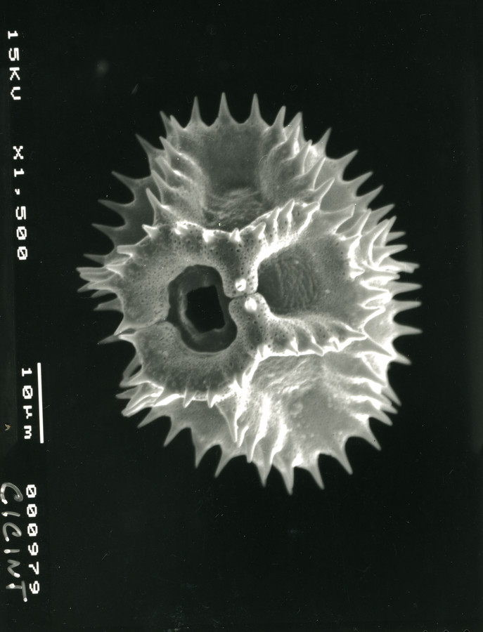 Image - Cichorium intybus