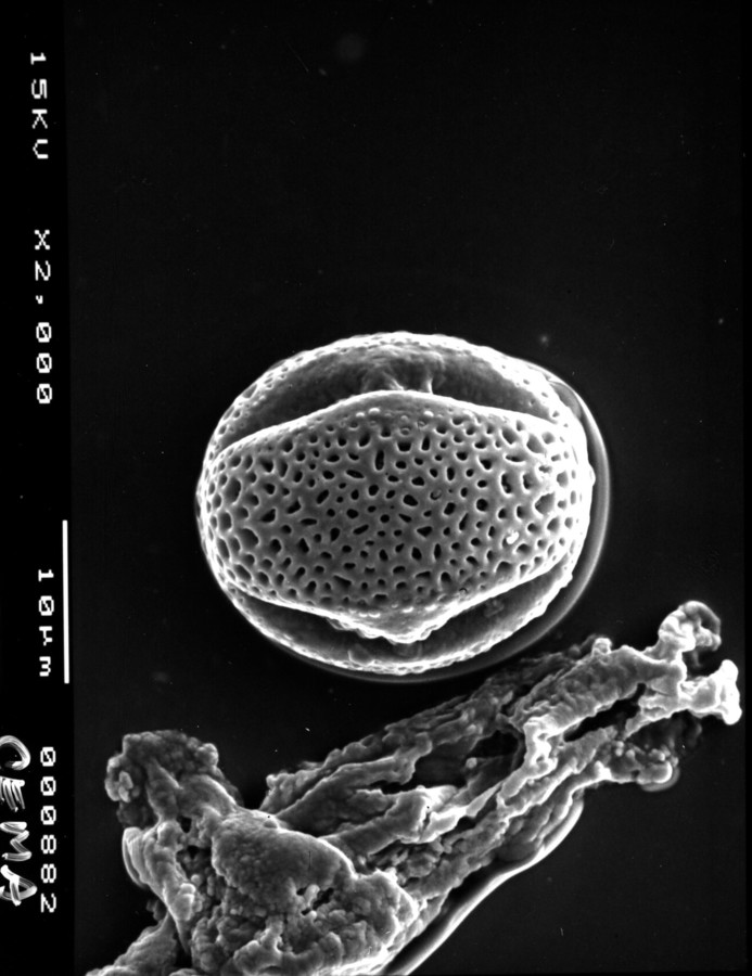 Image - Parkinsonia texana