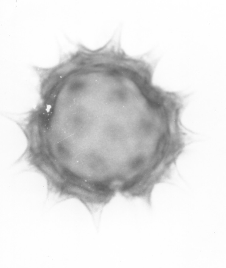 Image - Polymnia radiata