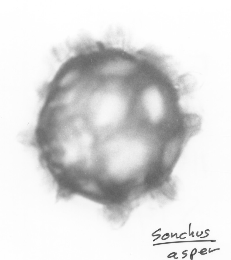 Image - Sonchus asper