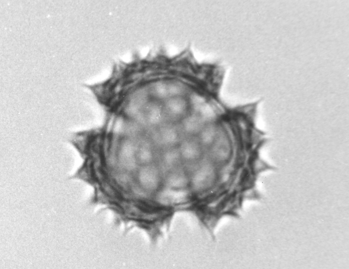 Image - Symphyotrichum lateriflorum