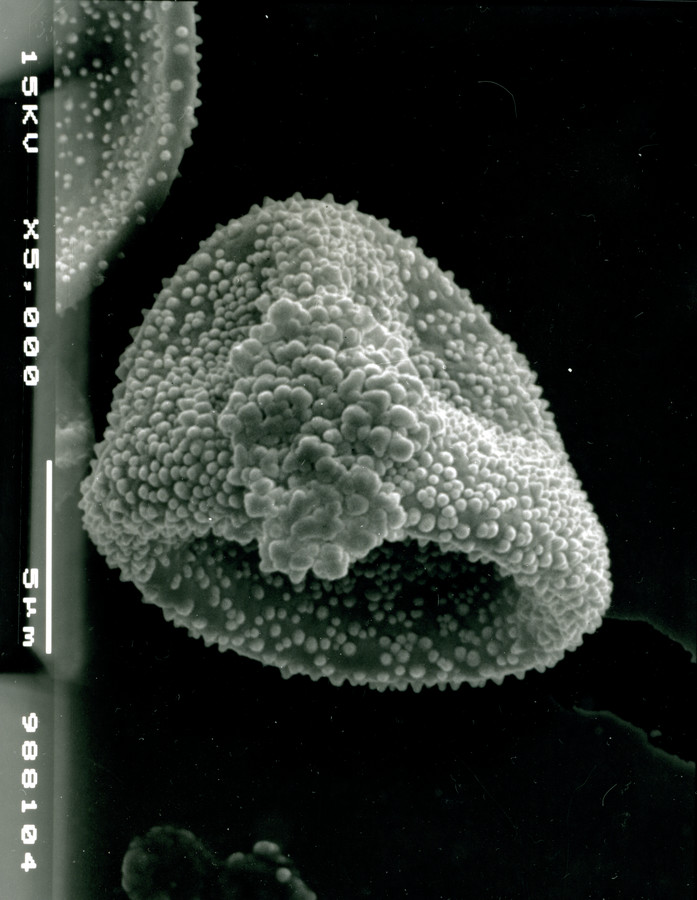 Image - Onosmodium bejariense