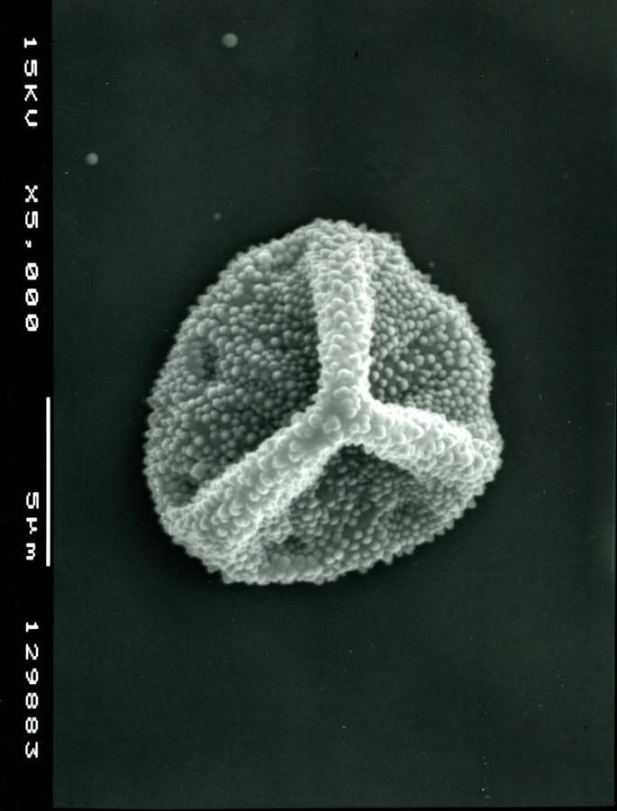 Image - Onosmodium bejariense