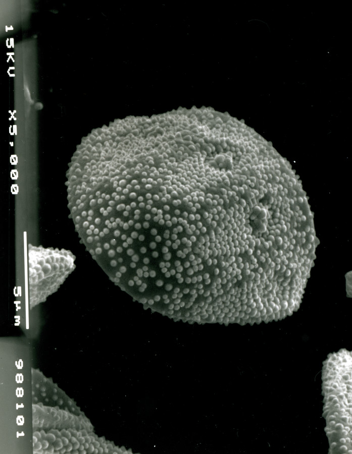 Image - Onosmodium bejariense