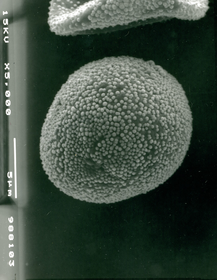 Image - Onosmodium bejariense