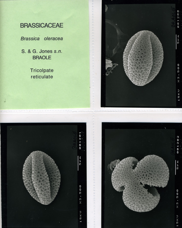 Image - Brassica oleracea